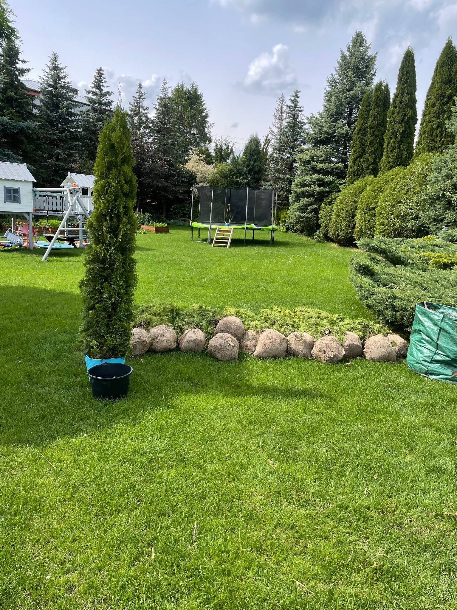 Przygotowane sadzonki drzew iglastych w jutowych workach stojące na trawniku, obok mała tuja w niebieskiej doniczce, w tle trampolina i domek dla dzieci.