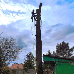 Wycinka drzew Siemianowice Śląskie 4