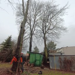 Wycinka drzew Siemianowice Śląskie 3
