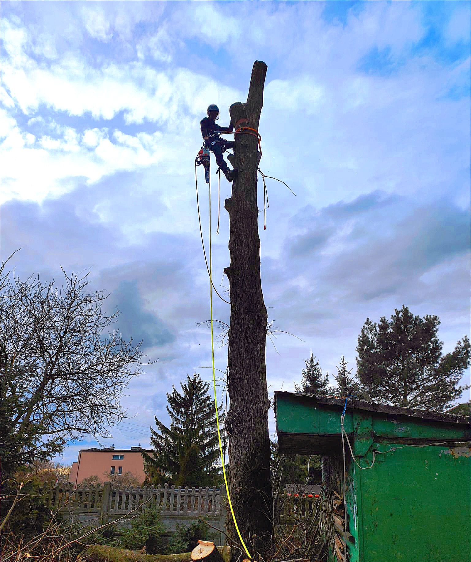 Arborysta w kasku i uprzęży, w trakcie pracy na wysokim pniu drzewa, zabezpieczony linami, z piłą łańcuchową przy pasie, na tle pochmurnego nieba i zielonego baraku.