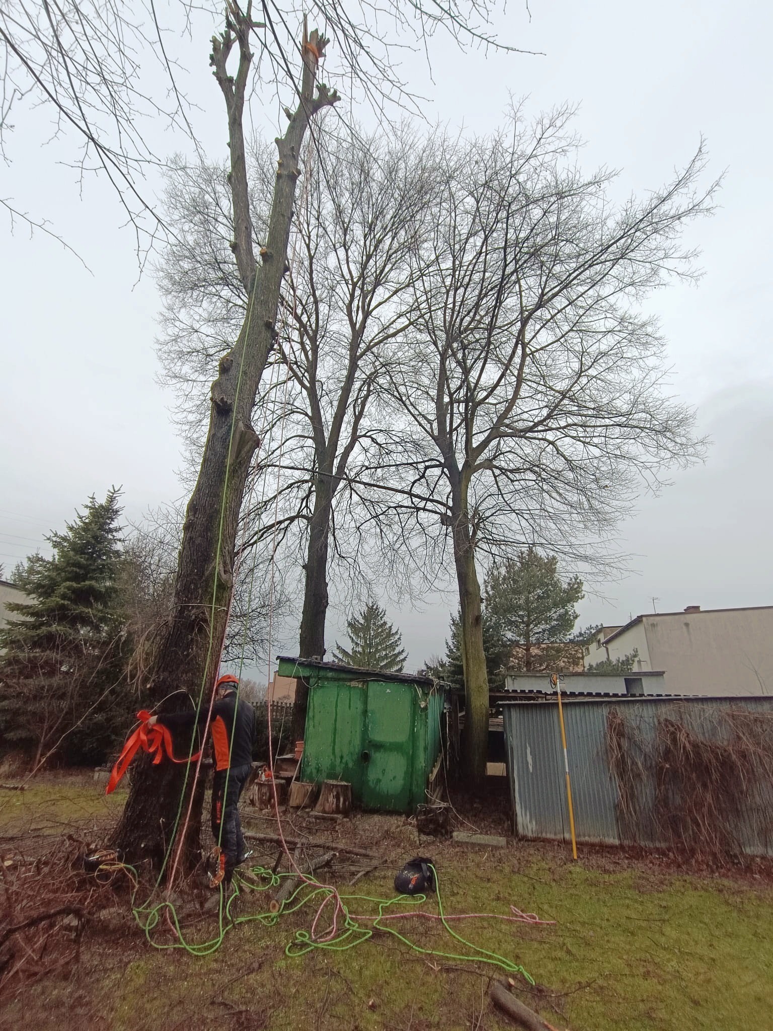 Arborysta zabezpiecza linami pień drzewa po częściowej redukcji korony, widoczne zielone i różowe liny, pomarańczowa taśma ostrzegawcza, w tle szopy i inne drzewa