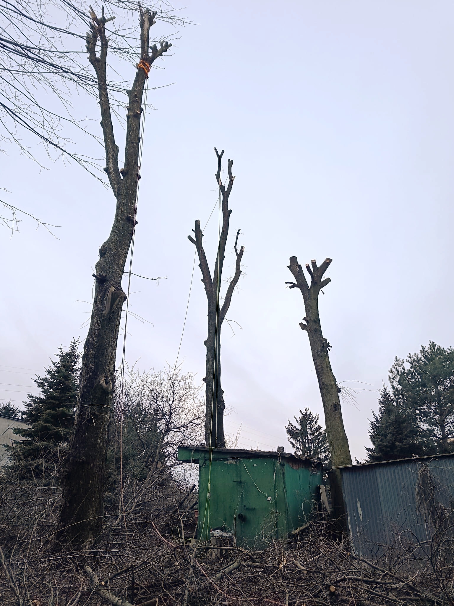 Trzy drzewa po częściowej redukcji korony, z linami zabezpieczającymi i stertą gałęzi u podstawy, widoczne blaszane zabudowania w tle.