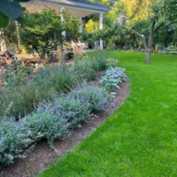 Kwitnąca rabata z lawendy i funkii, oddzielona korą od trawnika, z lampą solarną, w tle altana i osoba robiąca zdjęcie