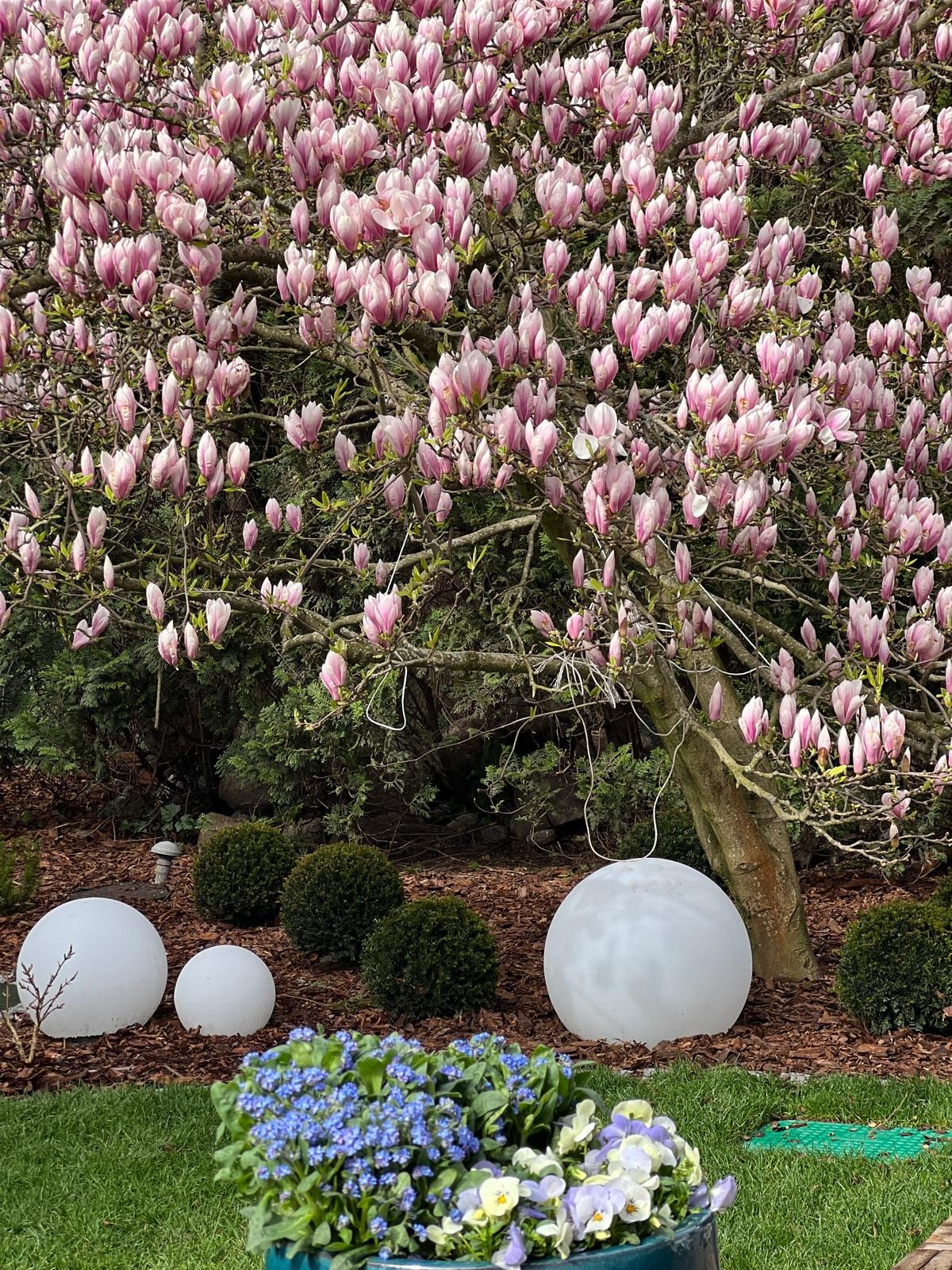 Kwitnąca magnolia w ogrodzie z kulistymi lampami i donicą z bratkami, widok z poziomu trawnika.