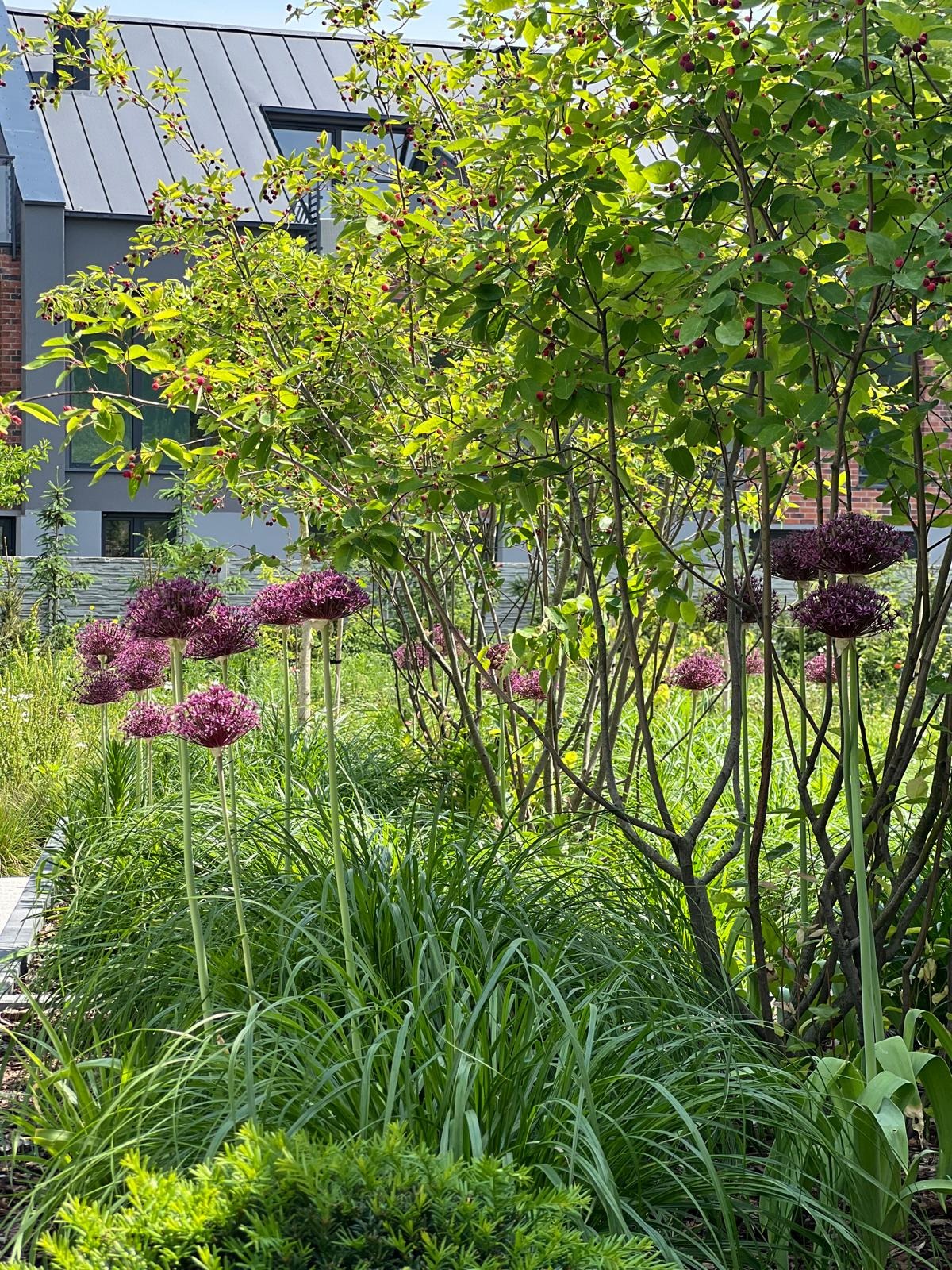Kwitnące czosnki ozdobne 'Globemaster' w naturalistycznym ogrodzie przy nowoczesnym domu z szarą elewacją i dachem.