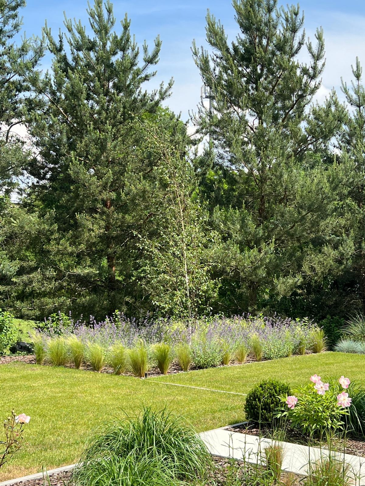 Starannie utrzymany trawnik z równo przyciętą trawą, ozdobne kępy traw i rabata z kwitnącej lawendy, a w tle wysokie sosny i brzoza.