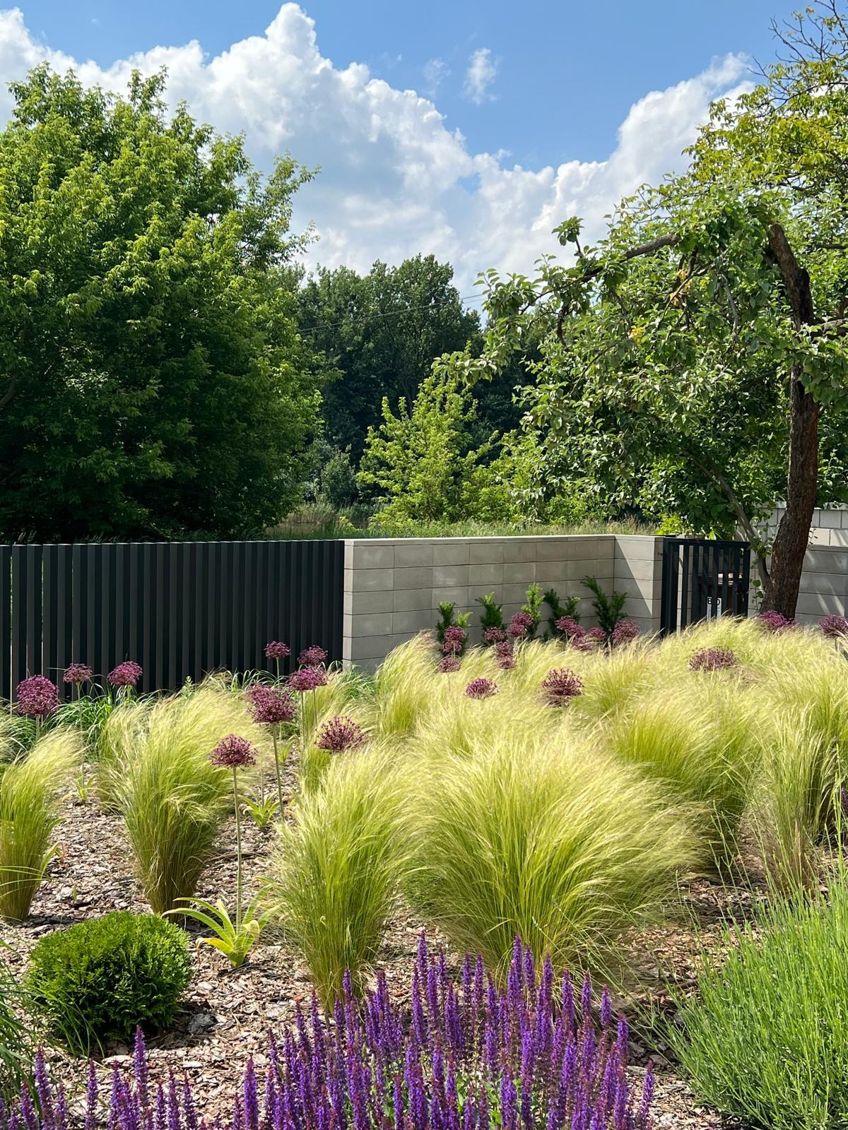 Ogród z ozdobnymi trawami w kolorze złota, purpurowymi kwiatami czosnku ozdobnego i szałwii, na tle nowoczesnego ogrodzenia z betonu architektonicznego i paneli pionowych.