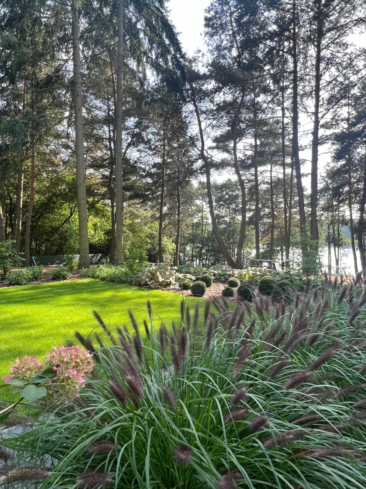 Starannie utrzymany trawnik z ozdobnymi trawami i kulistymi krzewami na tle wysokich drzew iglastych, z widokiem na jezioro w oddali.