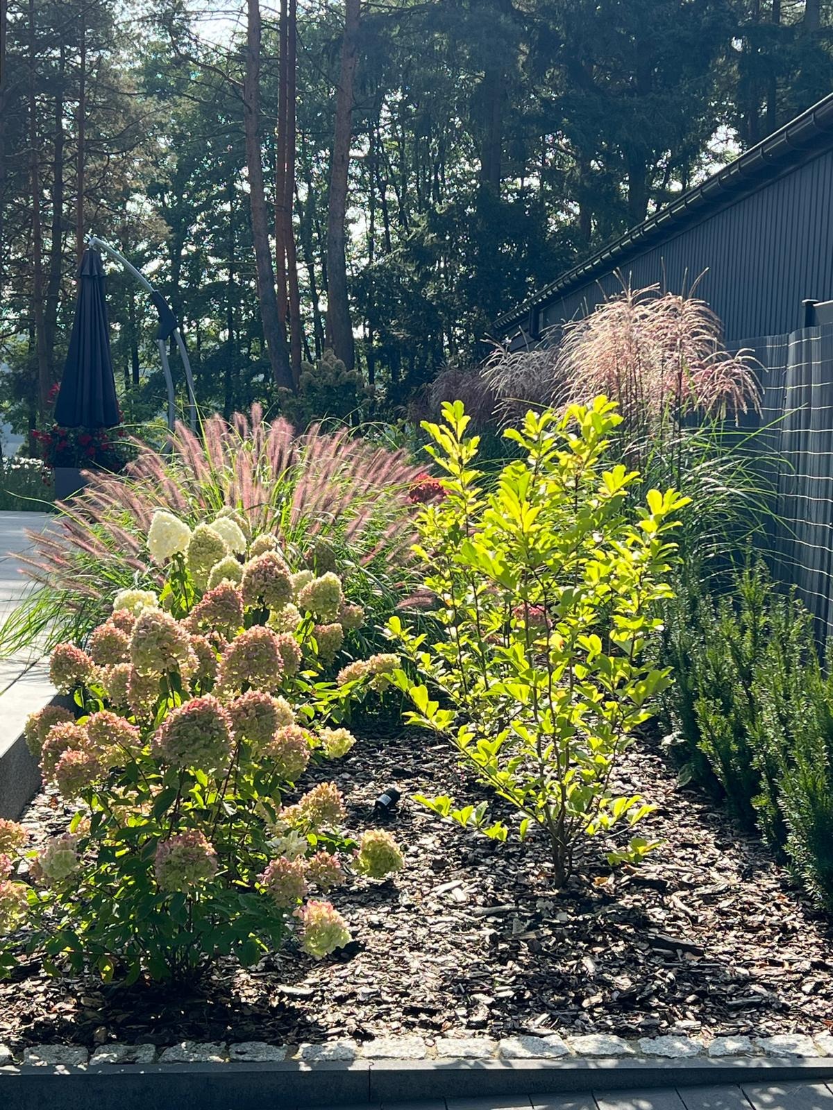 Kwitnące hortensje, trawy ozdobne i młode drzewko w ogrodzie w Poznaniu, wyściółkowane korą, w tle wysokie drzewa i czarny parasol ogrodowy.