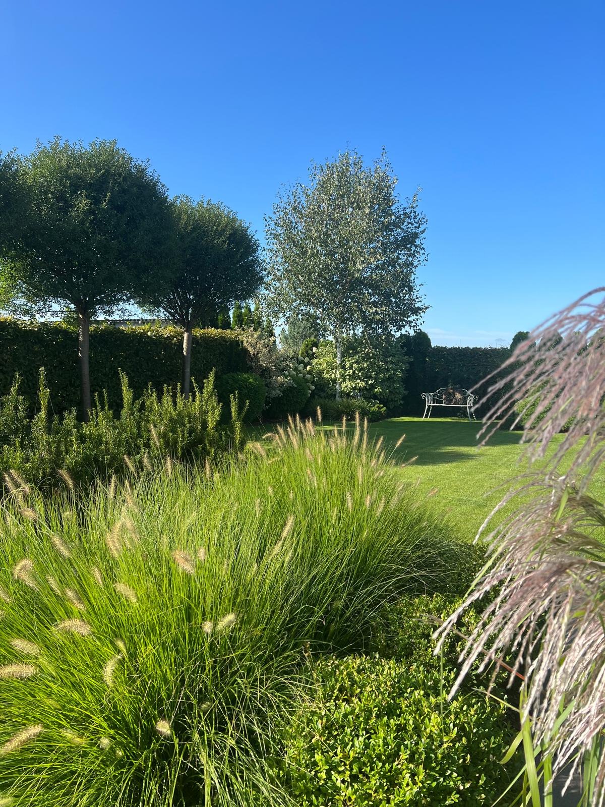 Starannie utrzymany ogród z ozdobnymi trawami na pierwszym planie, równo przystrzyżonym trawnikiem i żywopłotem w tle. Widoczna biała ławka ogrodowa w oddali oraz drzewa o kulistych koronach.