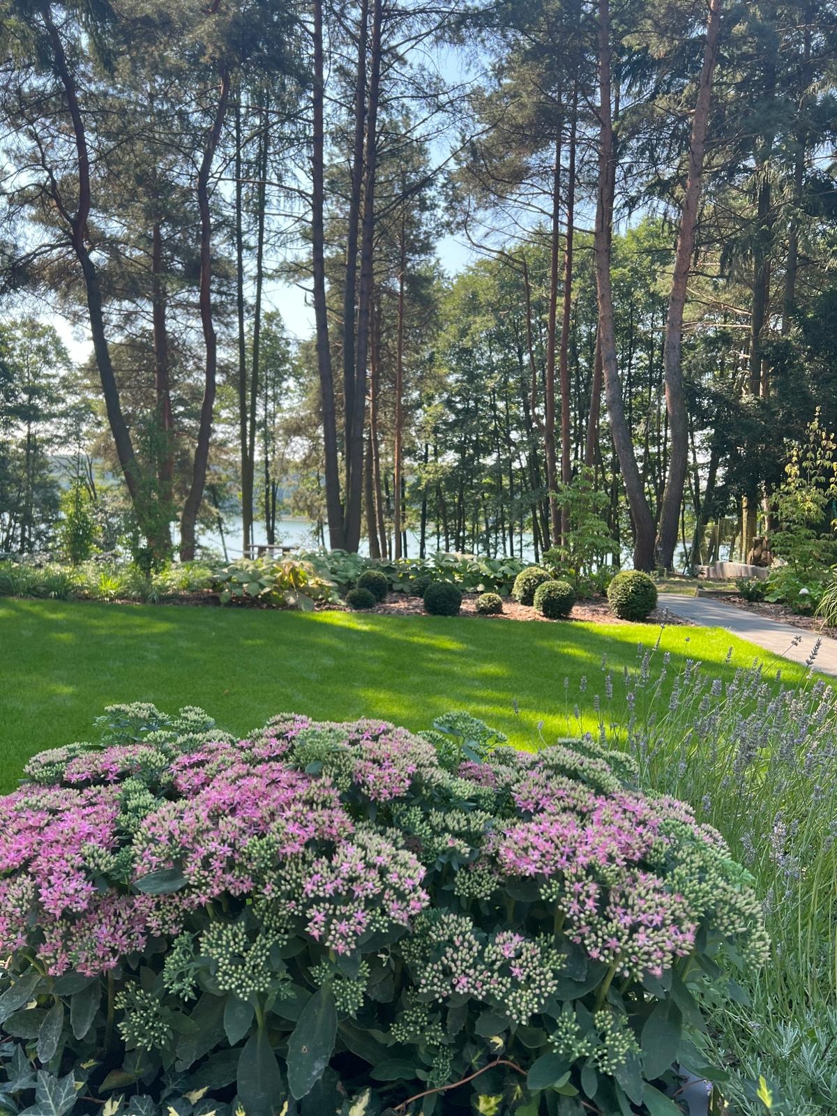 Widok na zadbany ogród z równo przystrzyżonym trawnikiem, kulistymi krzewami i rabatą z kwitnącymi na różowo rozchodnikami, w tle wysokie drzewa i jezioro.