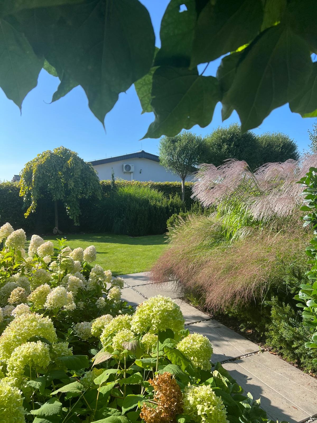Ogród z kwitnącymi hortensjami w pierwszym planie, ścieżka z płyt betonowych prowadząca przez trawnik i ozdobne trawy, z widokiem na dom z klimatyzatorem na ścianie w tle.