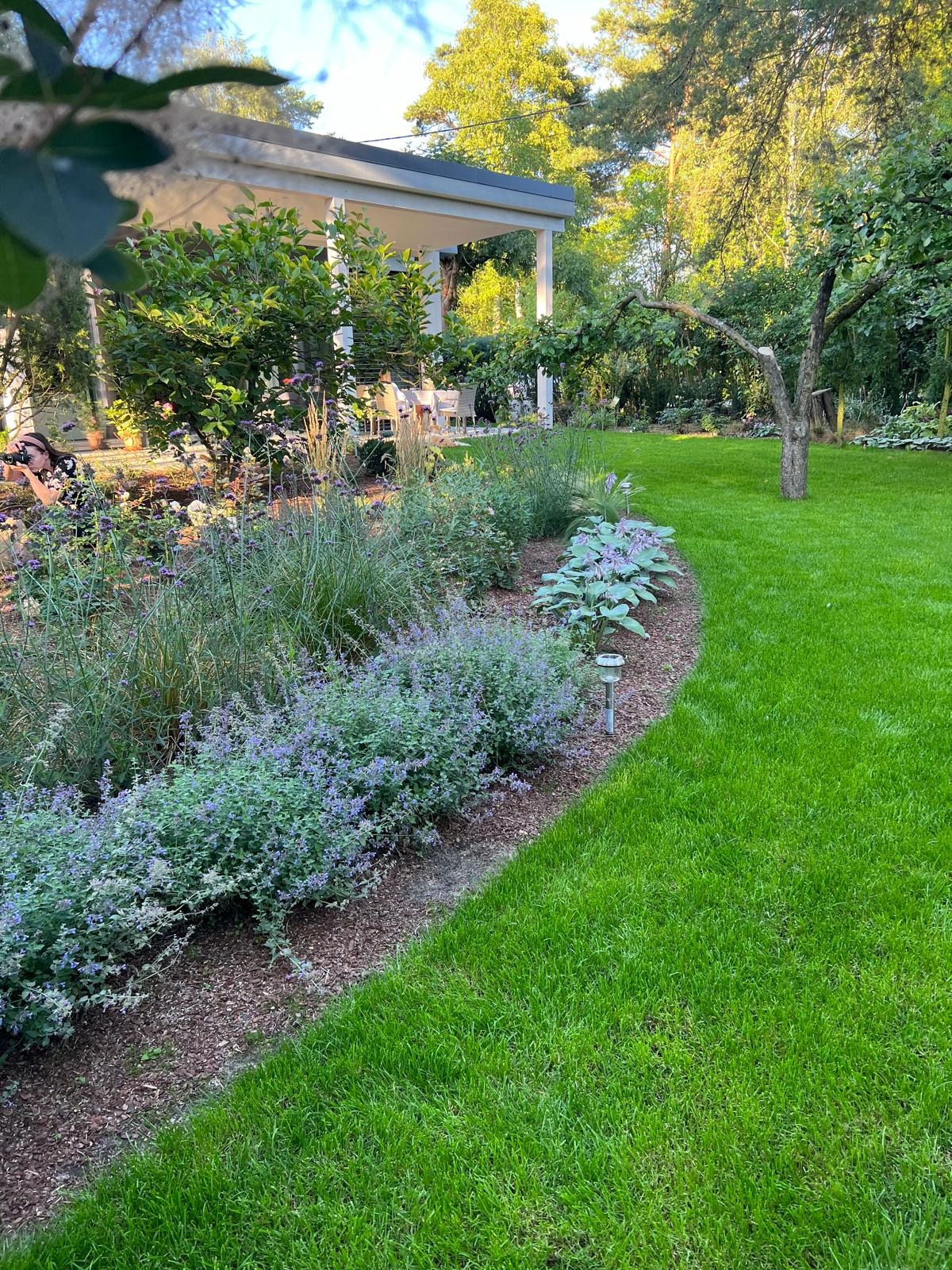 Kwitnąca rabata z lawendy i funkii, oddzielona korą od trawnika, z lampą solarną, w tle altana i osoba robiąca zdjęcie