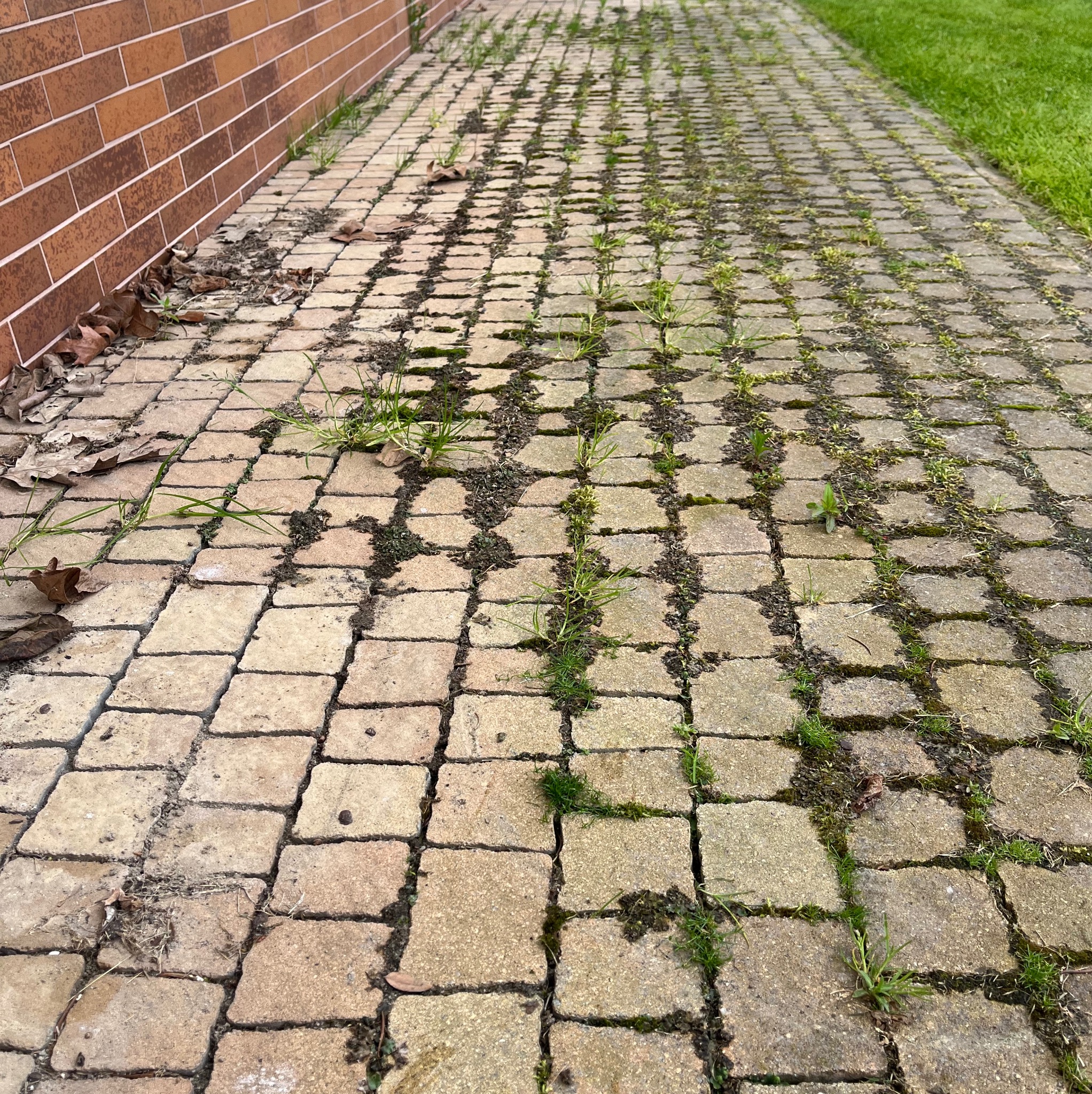 Zarośnięta kostka brukowa z mchem i trawą, widok z góry, obok ściana z cegły i trawnik. Zaniedbana nawierzchnia przed czyszczeniem.