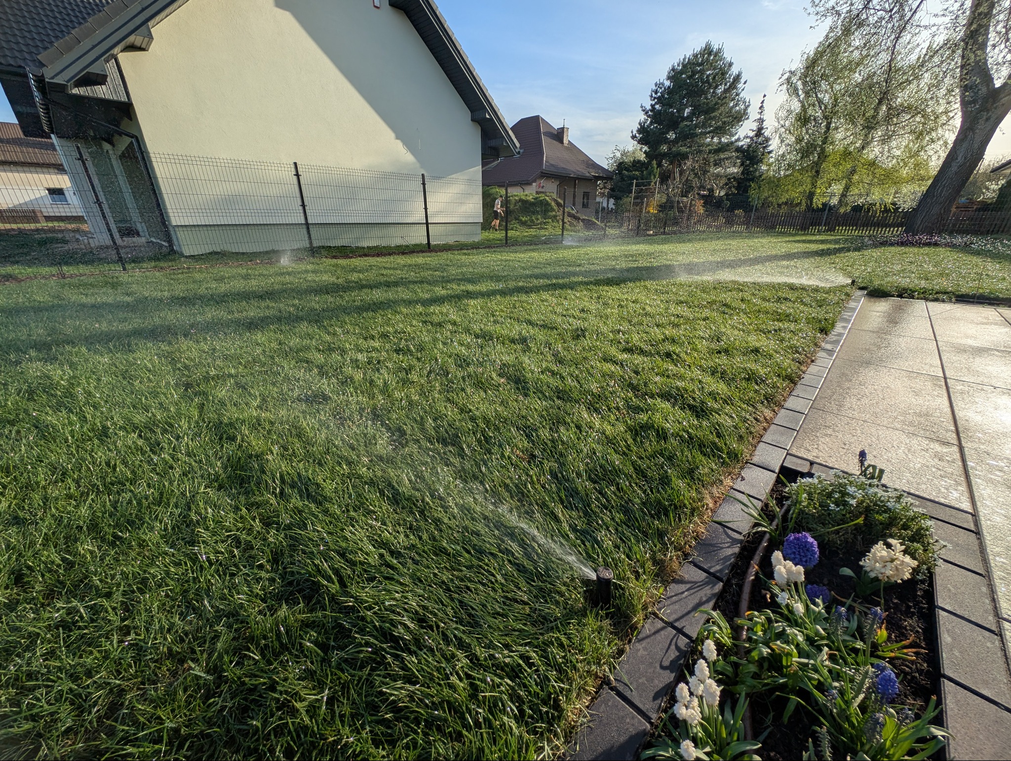Automatyczne nawadnianie trawnika w ogrodzie, zraszacz w akcji. W tle dom jednorodzinny i ogrodzenie. Widoczne kwiaty wzdłuż ścieżki.