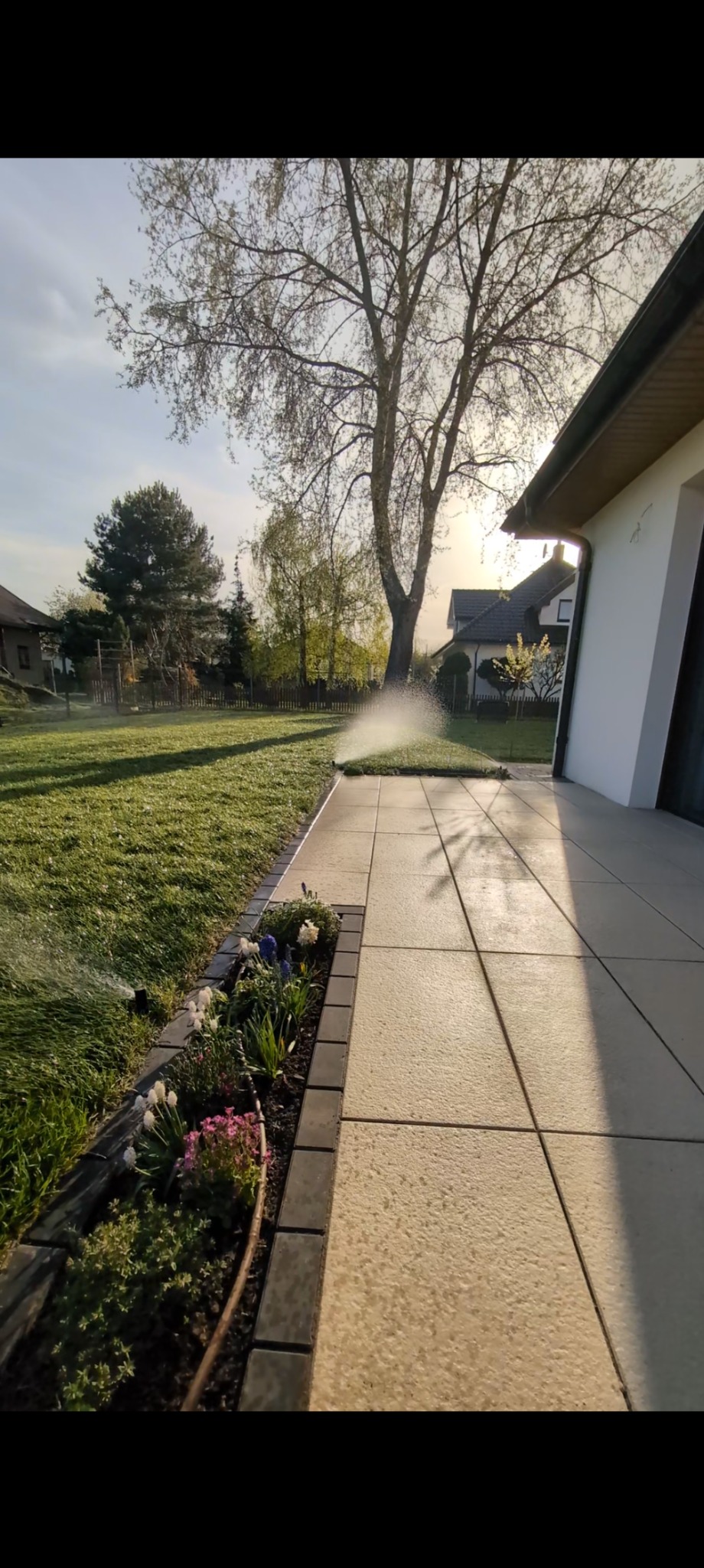 Zraszacz nawadnia trawnik obok tarasu z jasnej kostki. Rabata kwiatowa oddziela trawnik od tarasu. W tle drzewa i budynki w porannym słońcu.