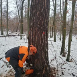 Pracownik w odzieży ochronnej, z piłą spalinową, nacina pień drzewa oznaczonego czerwoną farbą w zimowym lesie.