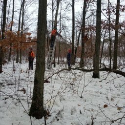 Zakład usług leśnych Józef Bieniek - Trzech mężczyzn w lesie zimą, jeden na drabinie przy pniu drzewa w pomarańczowej kamizelce, drugi w pomarańczowej kamizelce, trzeci w czerwonej czapce, śnieg na ziemi, widoczne ścięte gałęzie.