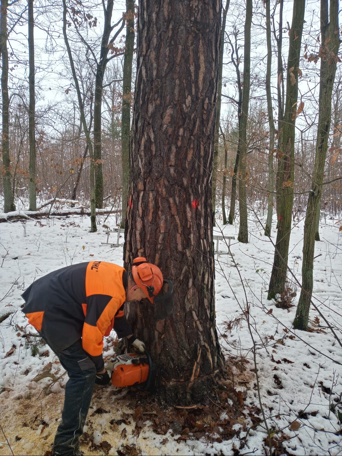 Pracownik w odzieży ochronnej, z piłą spalinową, nacina pień drzewa oznaczonego czerwoną farbą w zimowym lesie.