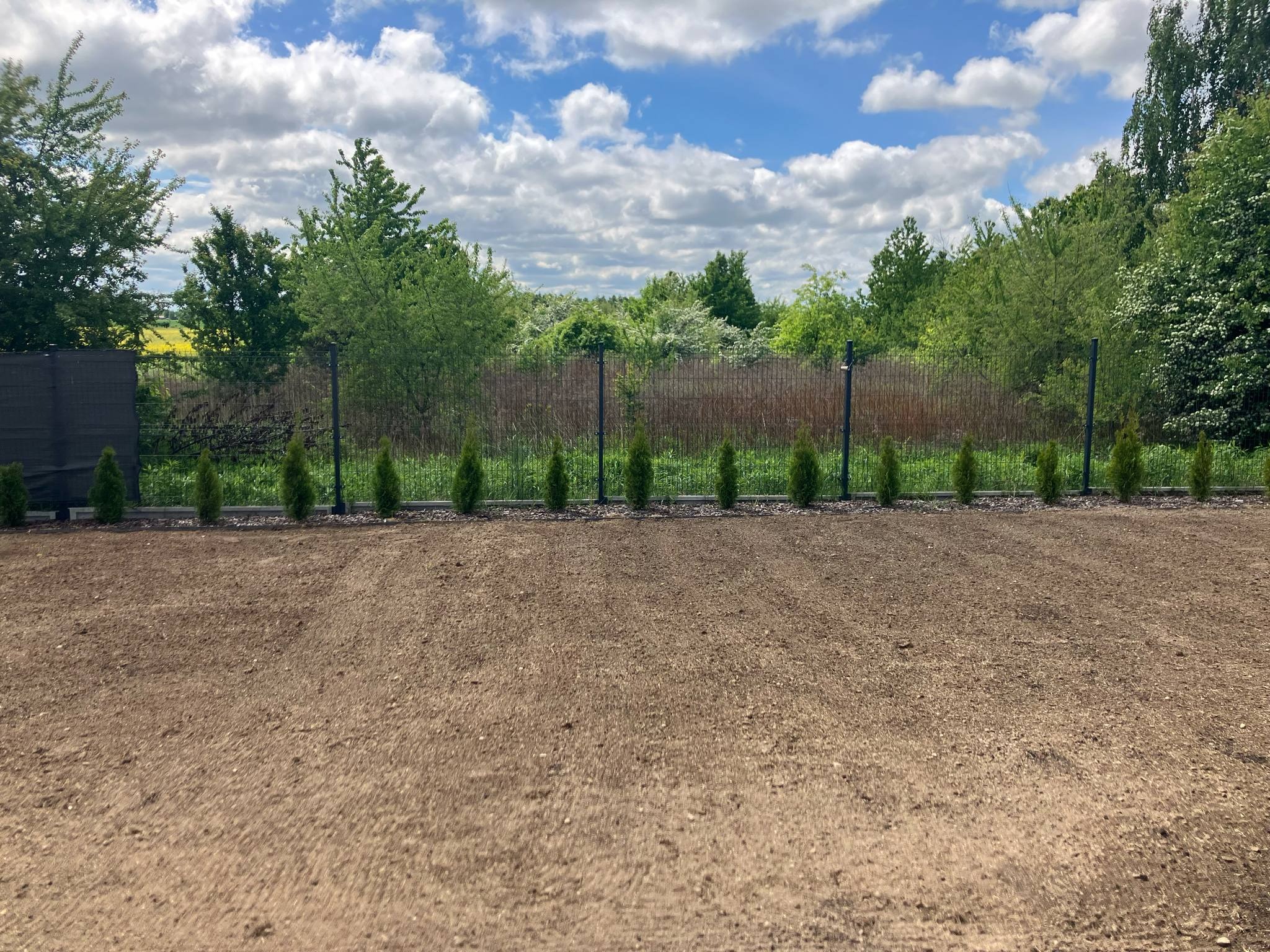 Przygotowany teren pod trawnik, rząd małych drzewek wzdłuż ogrodzenia panelowego. Widok na ogród w słoneczny dzień.