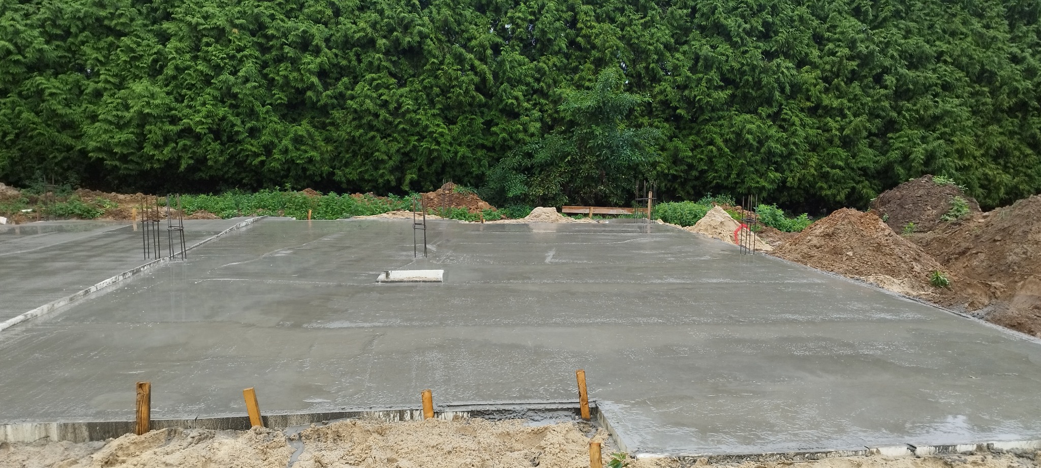 Świeżo wylana płyta betonowa fundamentowa z wystającymi prętami zbrojeniowymi, widoczne ślady po deszczu na powierzchni, w tle wysokie tuje.