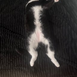 Wyprowadzanie psów Gdynia 1