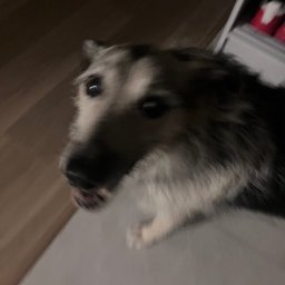 Wyprowadzanie psów Gdynia 2