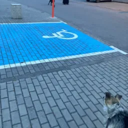 Pies na smyczy w Gdyni, idący w kierunku parkingu z niebieskim symbolem osoby niepełnosprawnej. W tle kobieta i zaparkowany samochód.