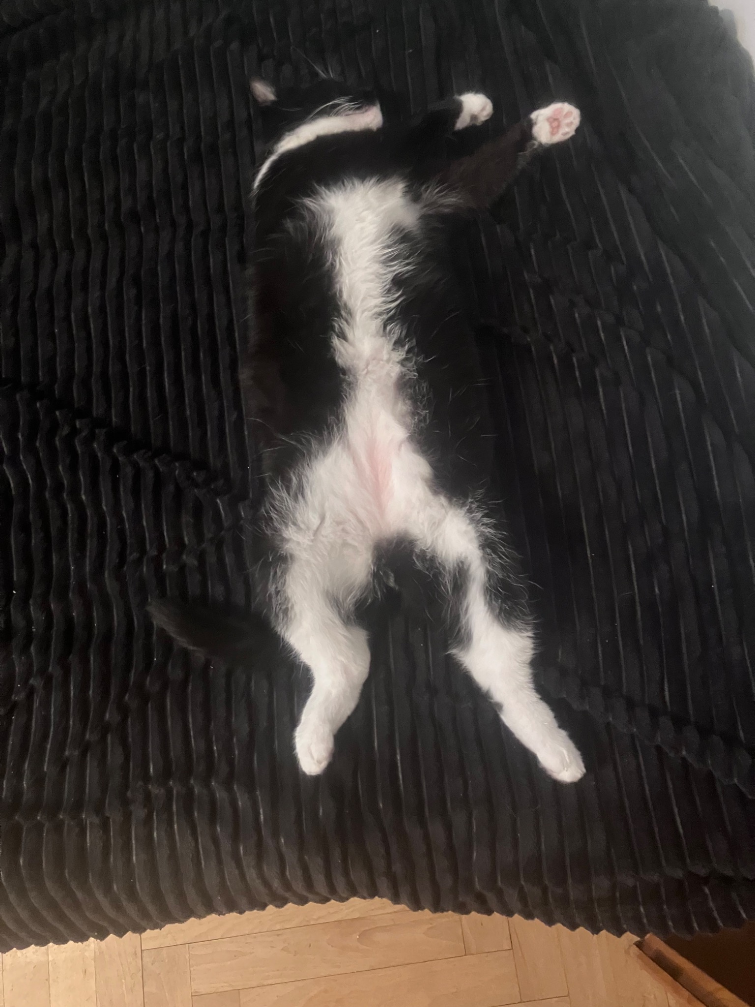 Śpiący czarno-biały kot leży na plecach na czarnym, prążkowanym kocu, łapki skierowane do góry.