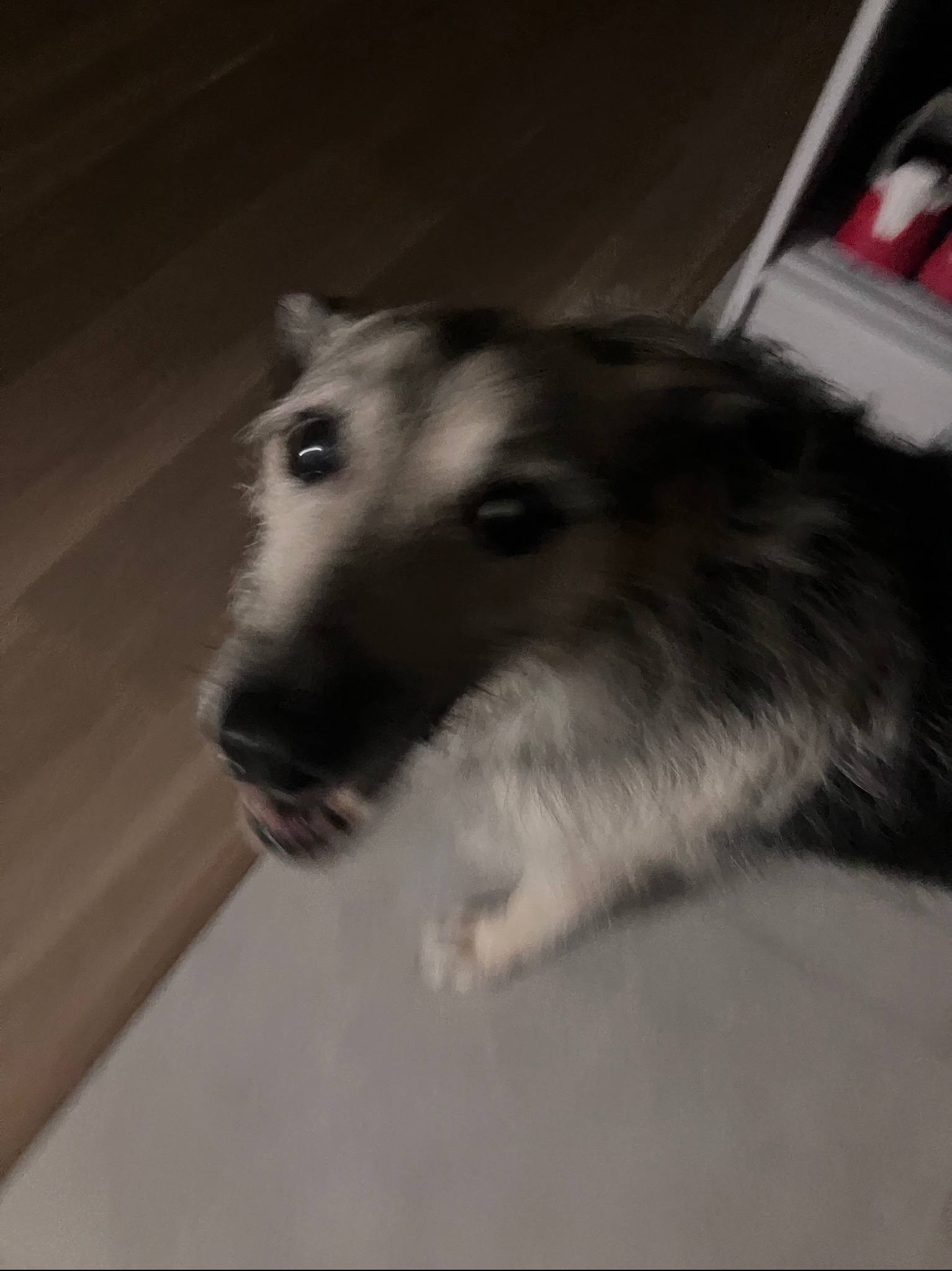 Portret psa z rozwianym futrem, uchwycony pod nietypowym kątem, z widocznym fragmentem podłogi i szafki w tle.