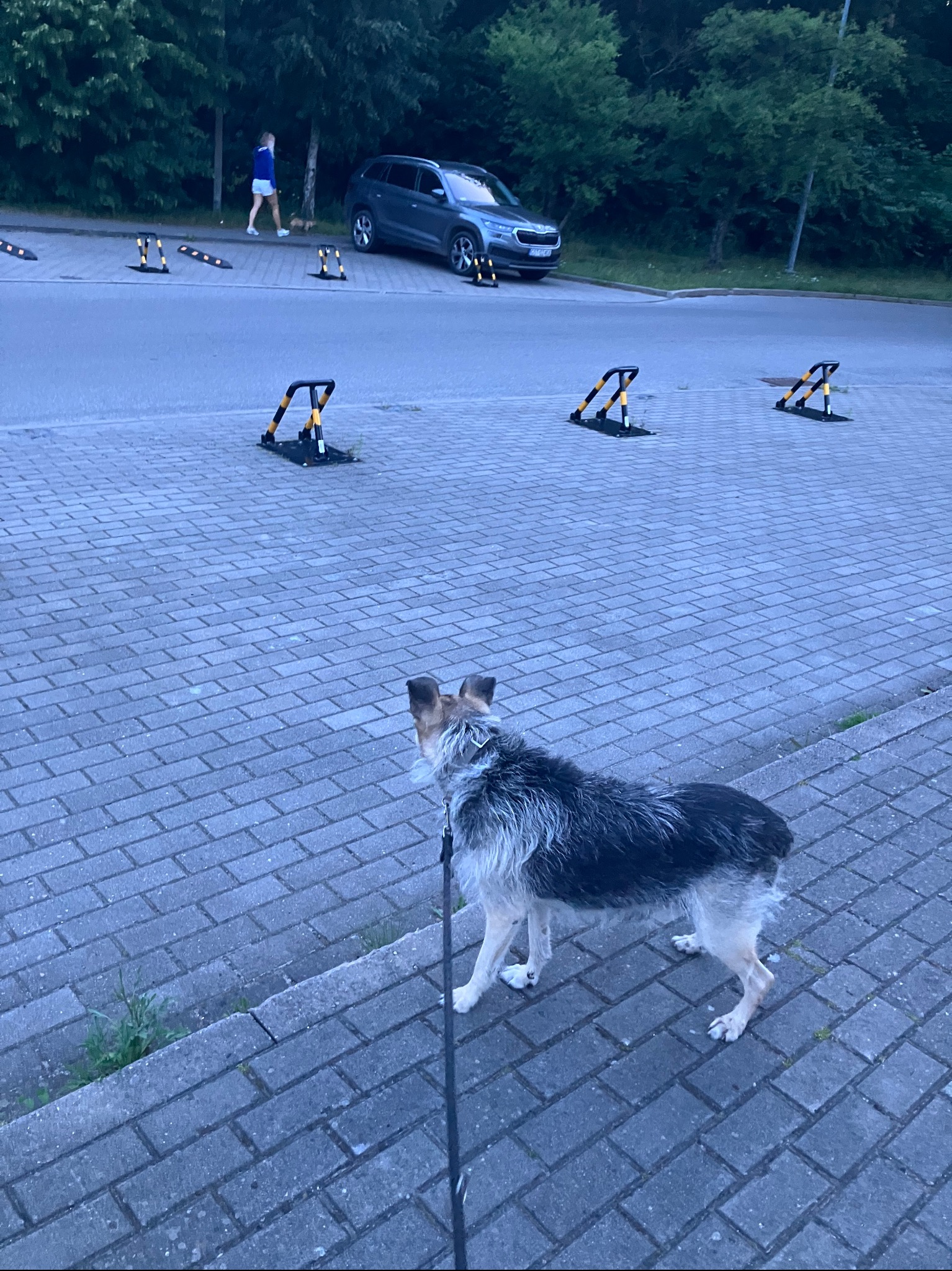 Pies na smyczy stojący na chodniku z kostki brukowej, w tle zaparkowany samochód i osoba w oddali.