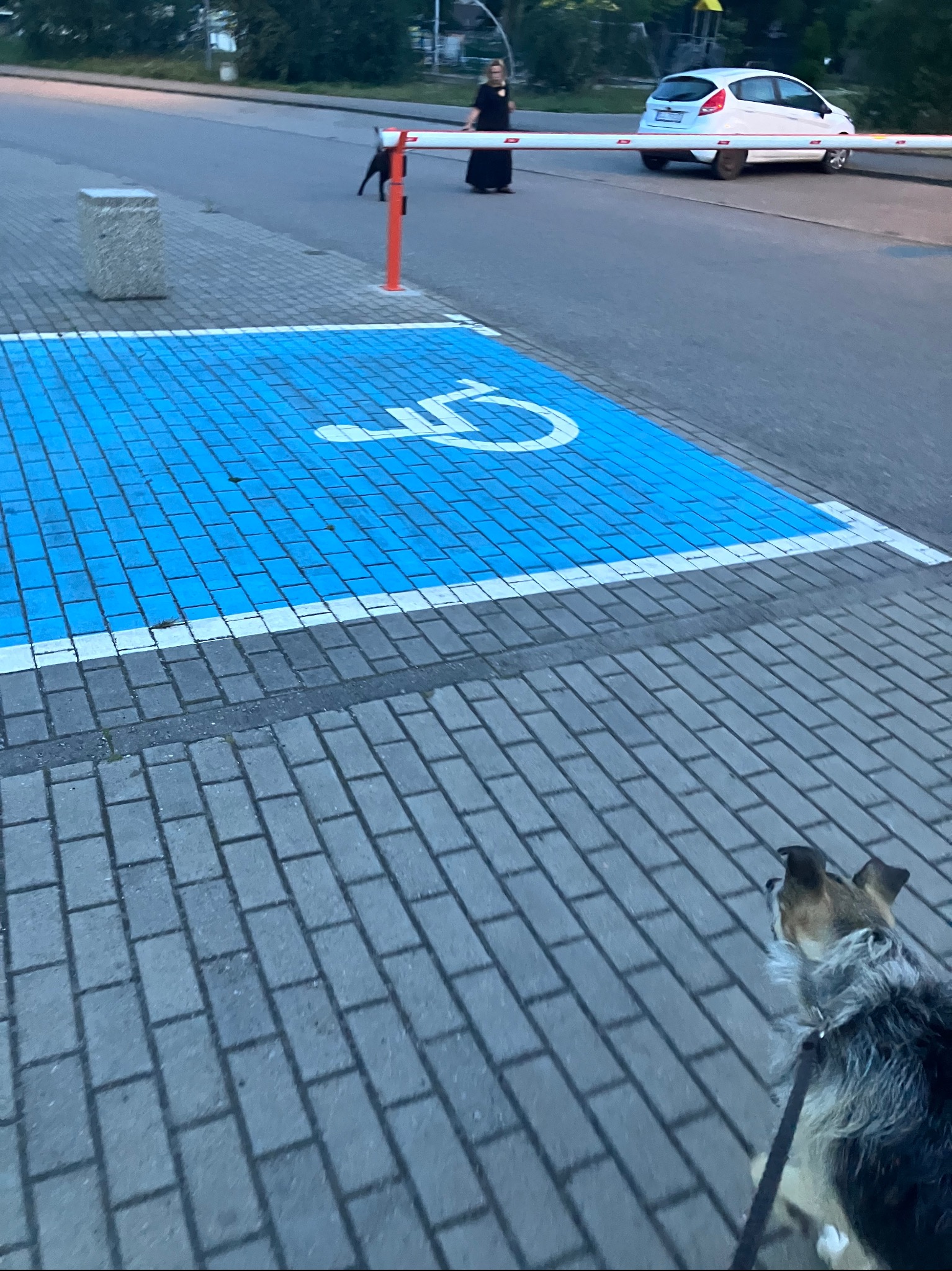 Pies na smyczy w Gdyni, idący w kierunku parkingu z niebieskim symbolem osoby niepełnosprawnej. W tle kobieta i zaparkowany samochód.