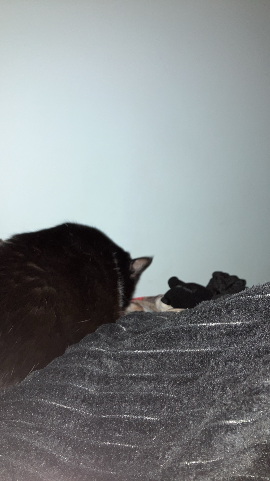 Częściowo widoczny czarny kot leżący na szarej teksturowanej tkaninie z białymi paskami, z widocznym fragmentem białej ściany w tle.