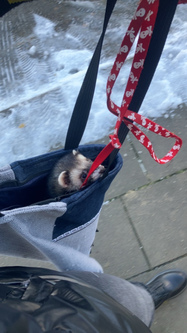 Fretka o umaszczeniu sobolowym w torbie transportowej z czerwonym paskiem w czaszki, spacer po chodniku z odśnieżonym śniegiem.