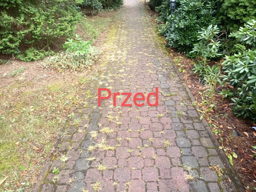 Zarośnięty chwastami i mchem chodnik z kostki brukowej, widoczne krzewy po bokach, stan przed czyszczeniem.