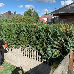 SZERSZEŃ Katarzyna Felska - Przycinanie żywopłotu zza betonowego płotu ozdobnego, widoczna osoba z nożycami spalinowymi i obcięte gałęzie na ziemi. Błękitne niebo w tle.