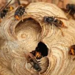 Gniazdo szerszeni z bliska: widoczne owady na powierzchni i w otworze wejściowym, brązowo-beżowa struktura gniazda na tle ziemi.