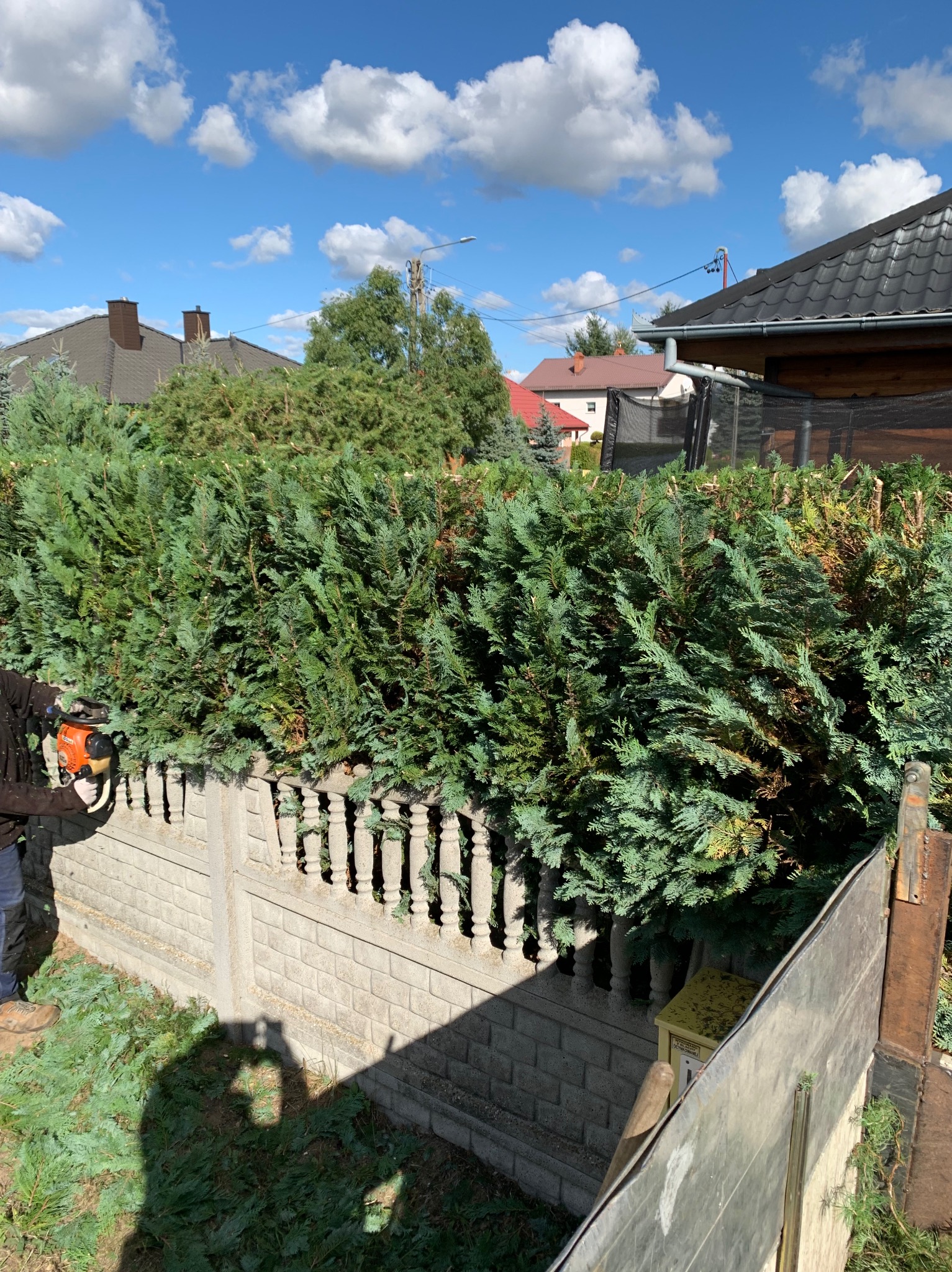 Przycinanie żywopłotu zza betonowego płotu ozdobnego, widoczna osoba z nożycami spalinowymi i obcięte gałęzie na ziemi. Błękitne niebo w tle.