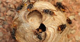 Gniazdo szerszeni z bliska: widoczne owady na powierzchni i w otworze wejściowym, brązowo-beżowa struktura gniazda na tle ziemi.