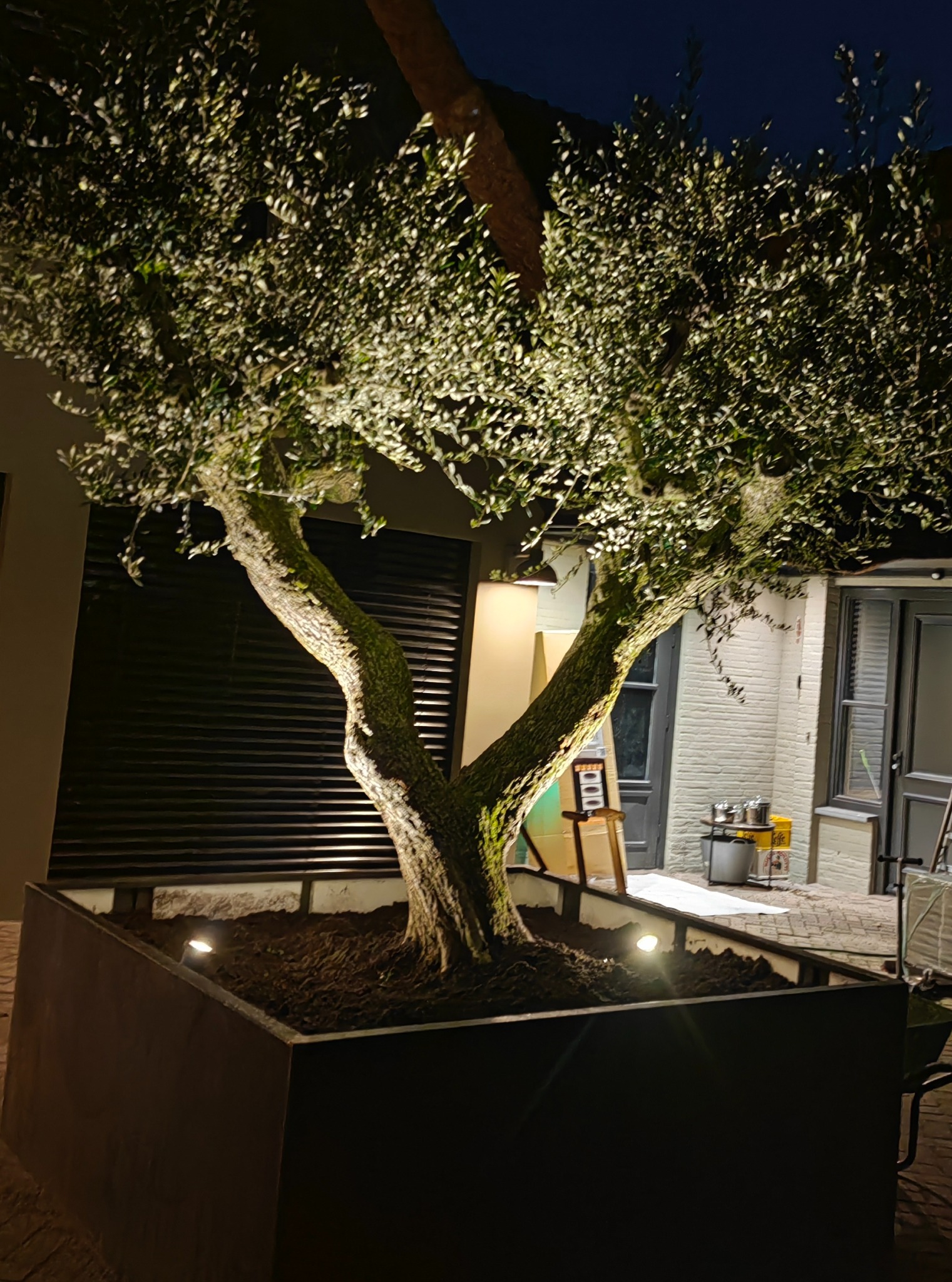 Oświetlone drzewo oliwne w metalowej donicy na zewnątrz budynku, podświetlone trzema punktowymi lampami w ziemi.