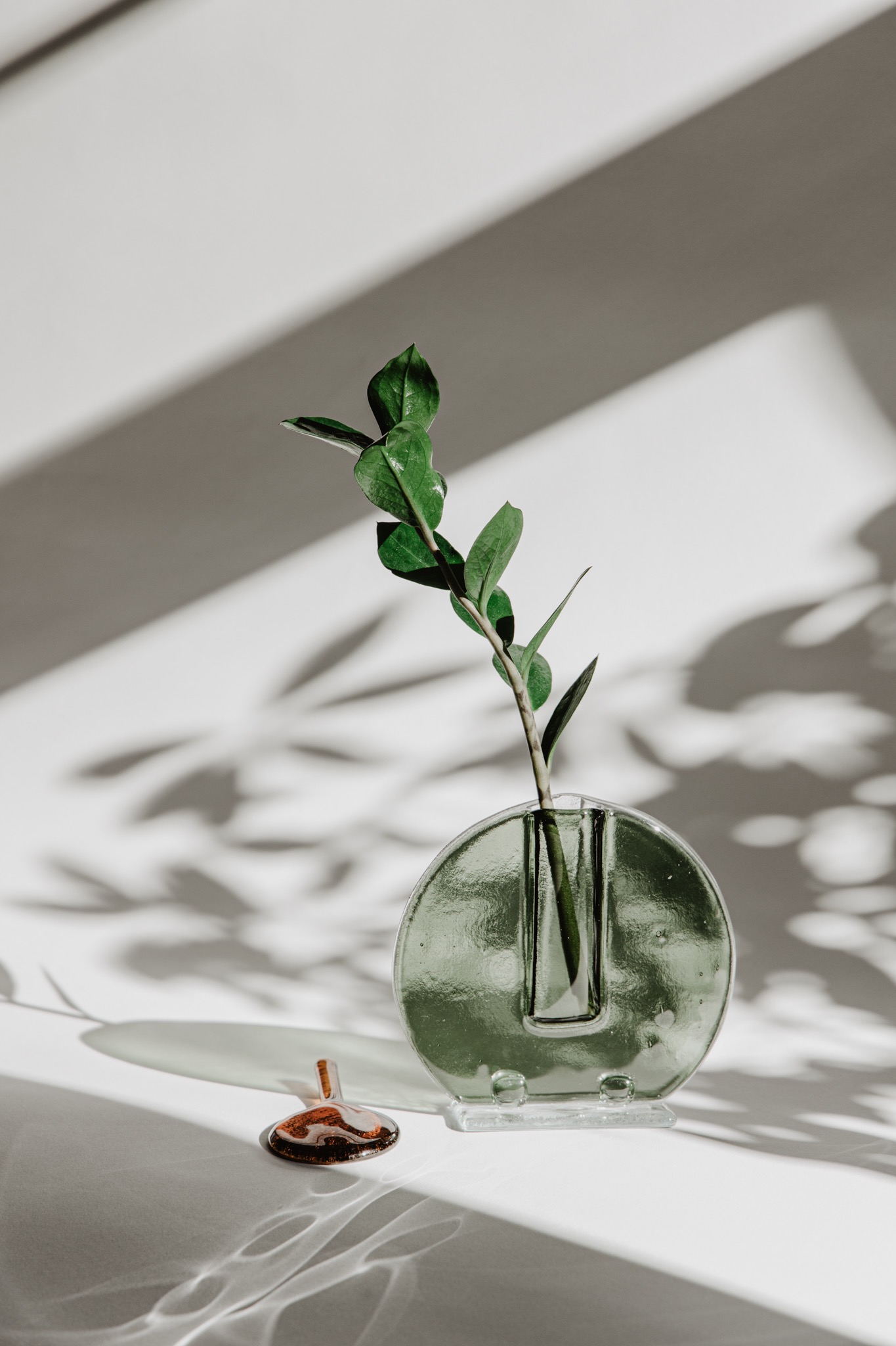 Minimalistyczne zdjęcie: zielona roślina Zamioculcas w okrągłym, szklanym wazonie na białym tle z cieniem liści i bursztynowym zakraplaczem obok.