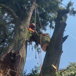 Wycinka drzew Bielsko-Biała 4