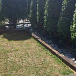 Beautiful Greenery - Rząd gęsto posadzonych, wysokich tui, zabezpieczonych czarną folią, widoczny z poziomu kostki brukowej na tle błękitnego nieba.