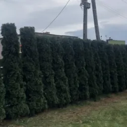 Szpaler gęsto posadzonych, równo przyciętych tuj tworzących żywopłot oddzielający posesję od ulicy w pochmurny dzień.