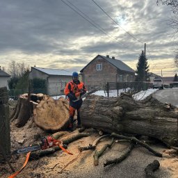 Wycinka drzew Bielsko-Biała 1