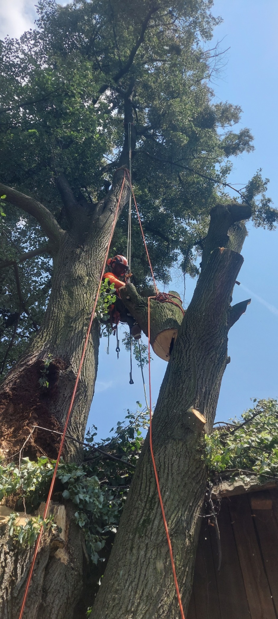 Arborysta w pomarańczowym kombinezonie, zabezpieczony linami, przycina grubą gałąź drzewa z użyciem specjalistycznego sprzętu, widok z dołu na tle błękitnego nieba.