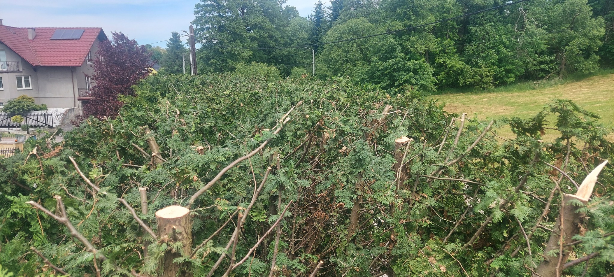 Przycięty żywopłot z widocznymi świeżymi cięciami, na tle domu z czerwoną dachówką i zieleni drzew.