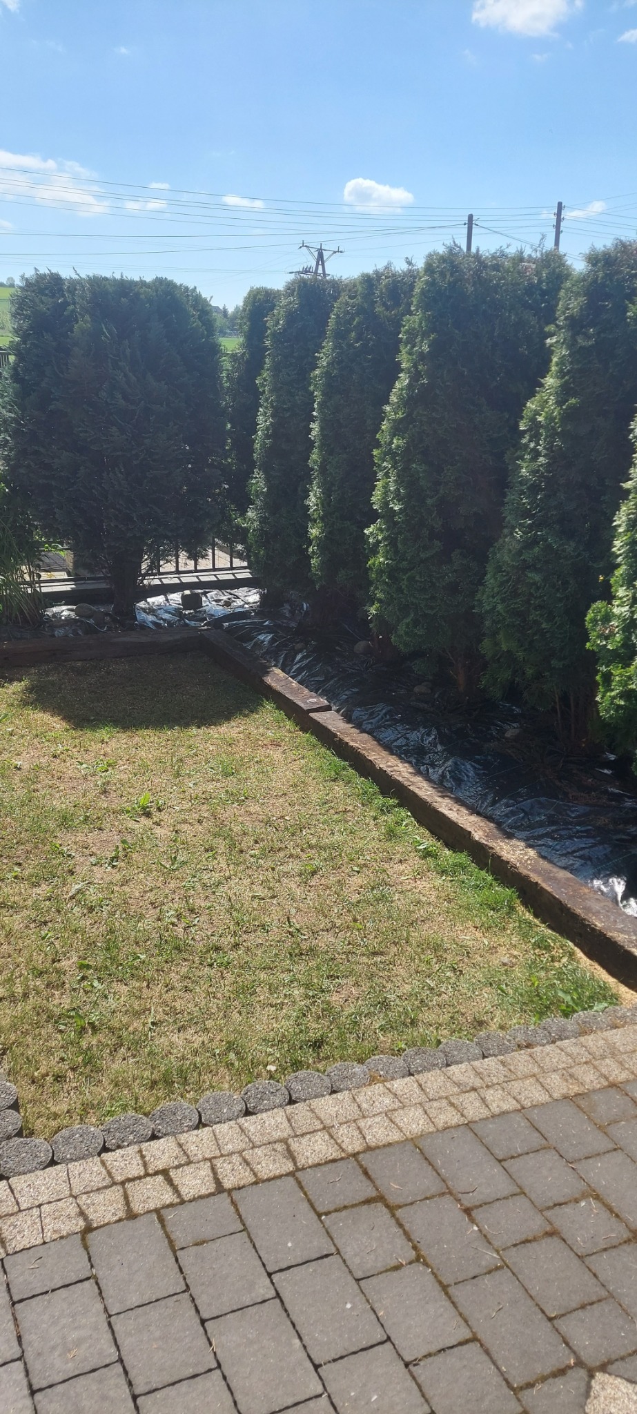 Rząd gęsto posadzonych, wysokich tui, zabezpieczonych czarną folią, widoczny z poziomu kostki brukowej na tle błękitnego nieba.