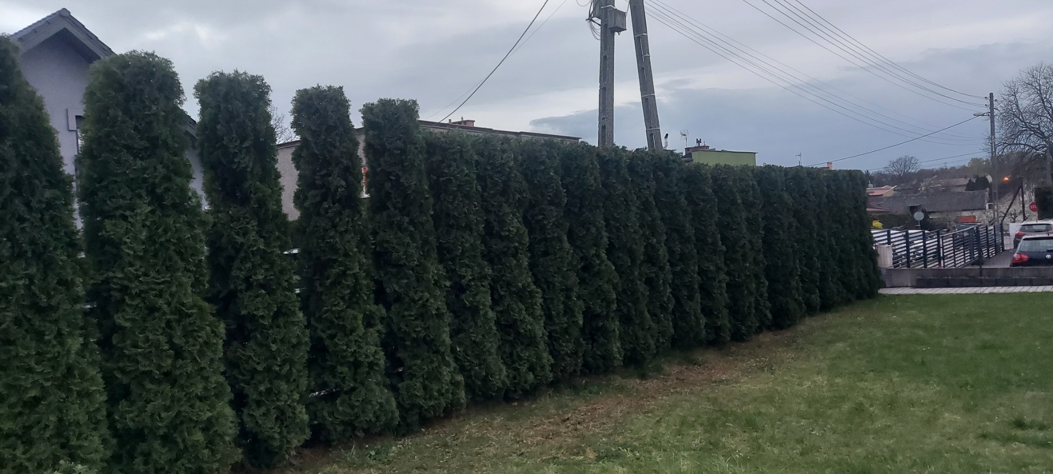 Szpaler gęsto posadzonych, równo przyciętych tuj tworzących żywopłot oddzielający posesję od ulicy w pochmurny dzień.