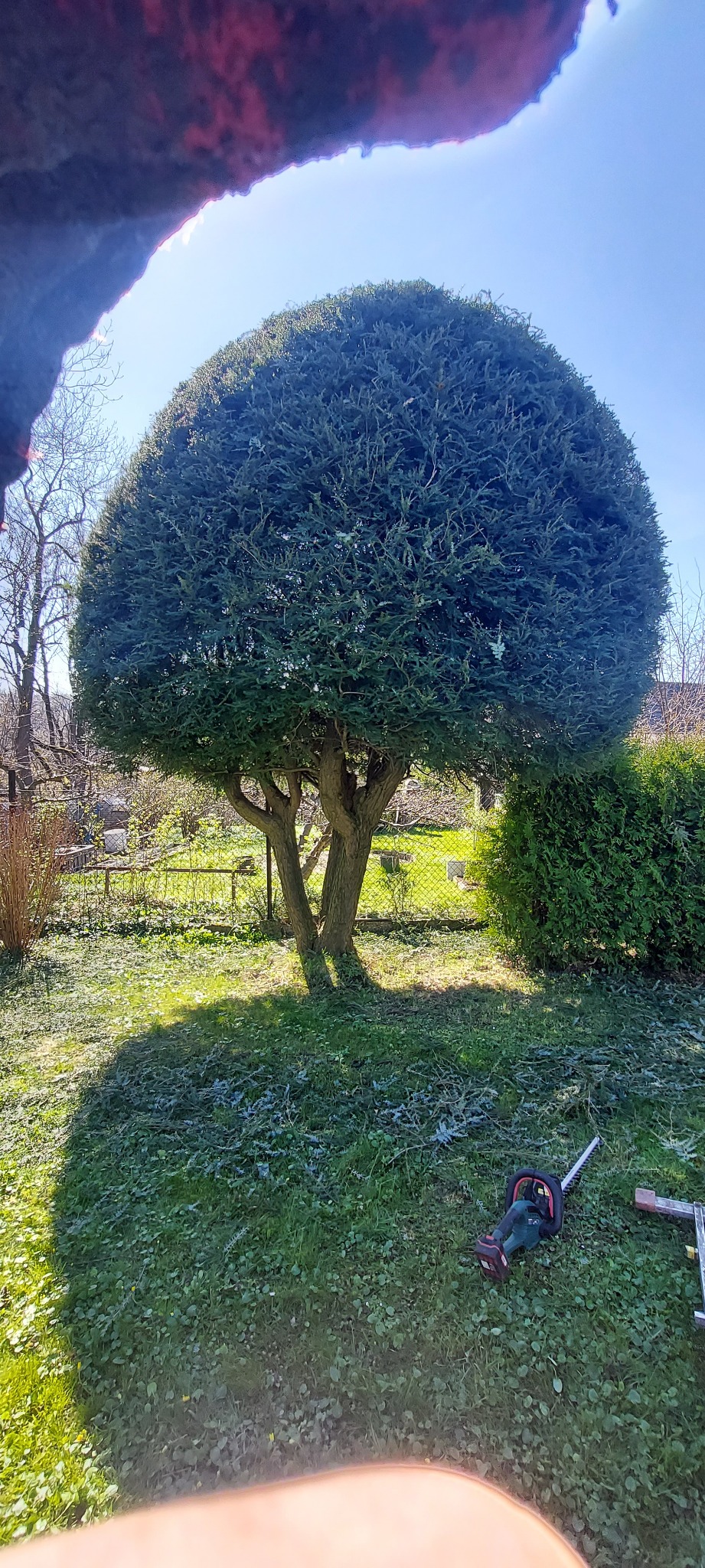 Krzew o kulistej koronie po przycięciu, leżące nożyce do żywopłotu na trawie, widok z dołu z fragmentem dłoni w kadrze.